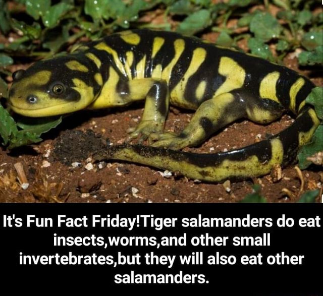 ER Its Fun Fact Friday!Tiger salamanders do eat insects,worms,and other