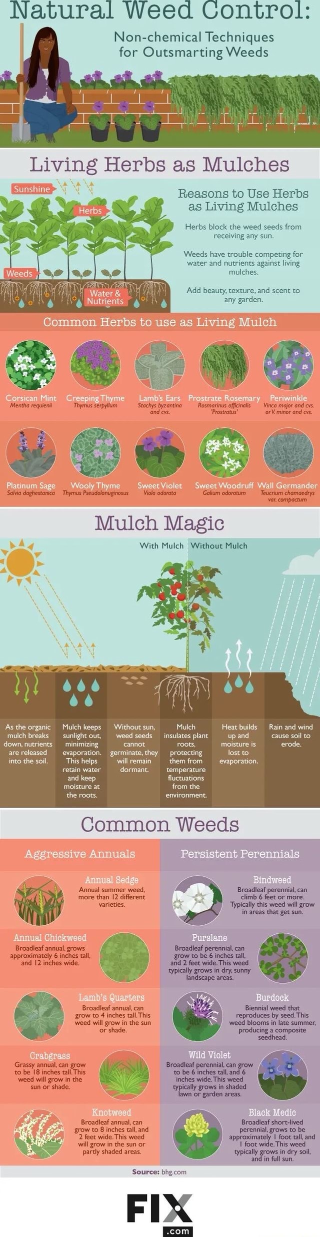 Benefits of mulch & plants that can be used as living mulch Natural ...