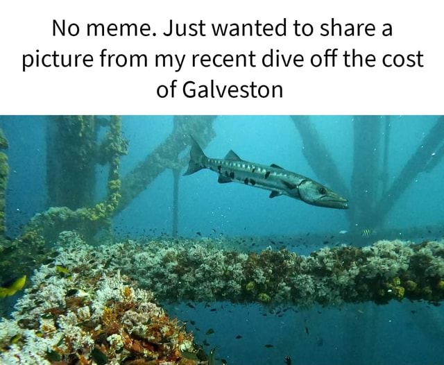 No meme. Just wanted to share a picture from my recent dive off the