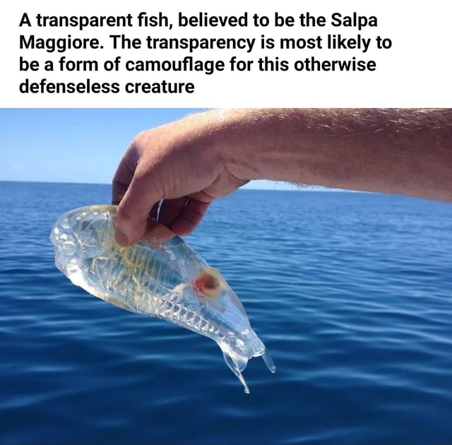 A transparent fish, believed to be the Salpa Maggiore. The transparency ...