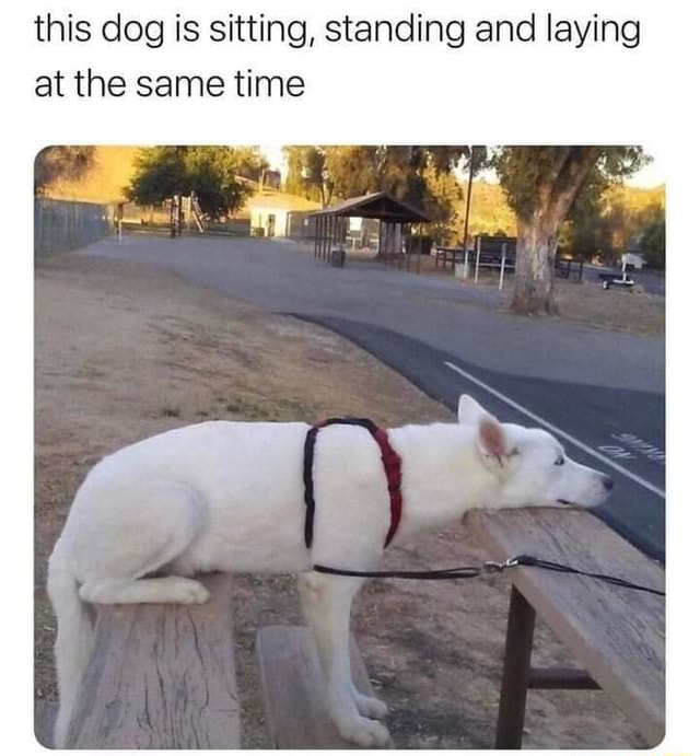 This dog is sitting, standing and laying at the same time - iFunny