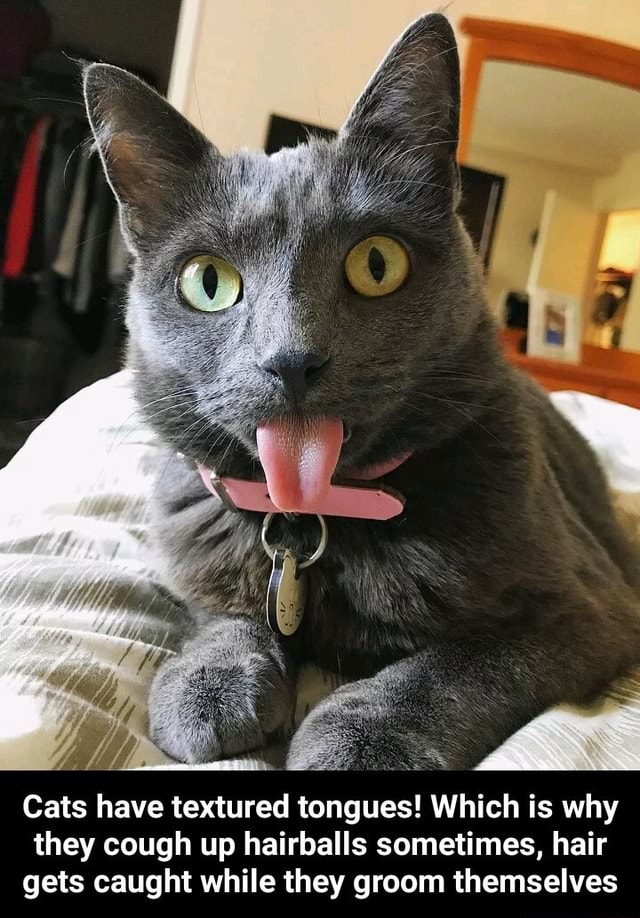 cats-have-textured-tongues-which-is-why-they-cough-up-hairballs