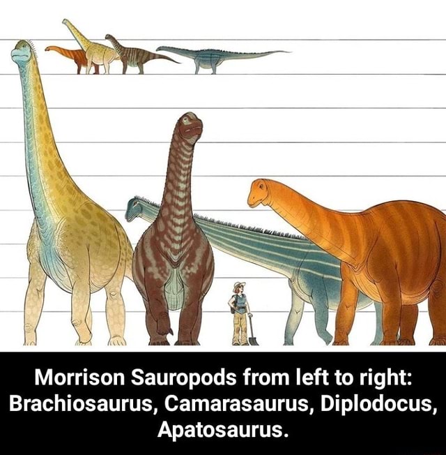 Morrison Sauropods from left to right: Brachiosaurus, Camarasaurus ...