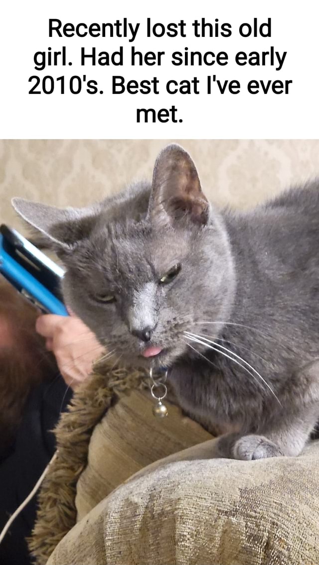 Recently lost this old girl. Had her since early 2010's. Best cat I've