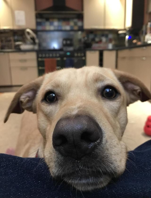 Hey Imgur! Just dumping these photos of Brodie, a Spanish rescue mutt