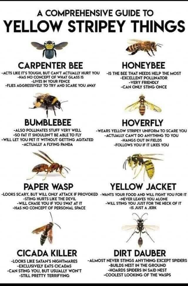 a-comprehensive-guide-to-yellow-stripey-things-carpenter-bee-honeybee