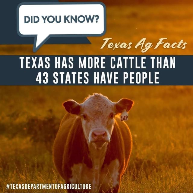 Texas Ag Facts DID YOU KNOW? TEXAS HAS MORE CATTLE THAN 43 STATES HAVE