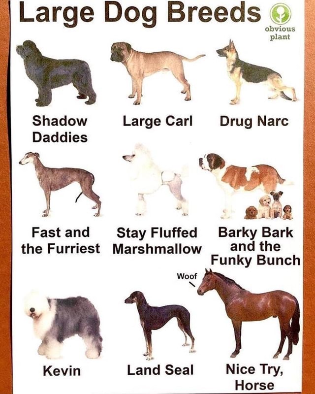 Large Dog Breeds obvious plant Shadow Large Carl Narc Daddies Fastand ...