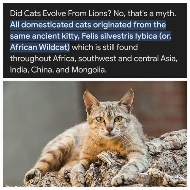 Did Cats Evolve From Lions? No, that's a myth. All domesticated cats