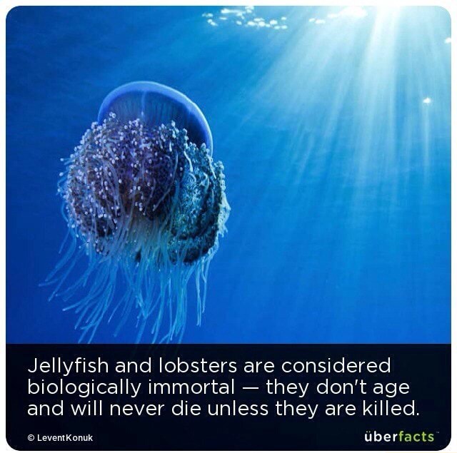 Jellyfish and lobsters are considered biologically immortal they don't