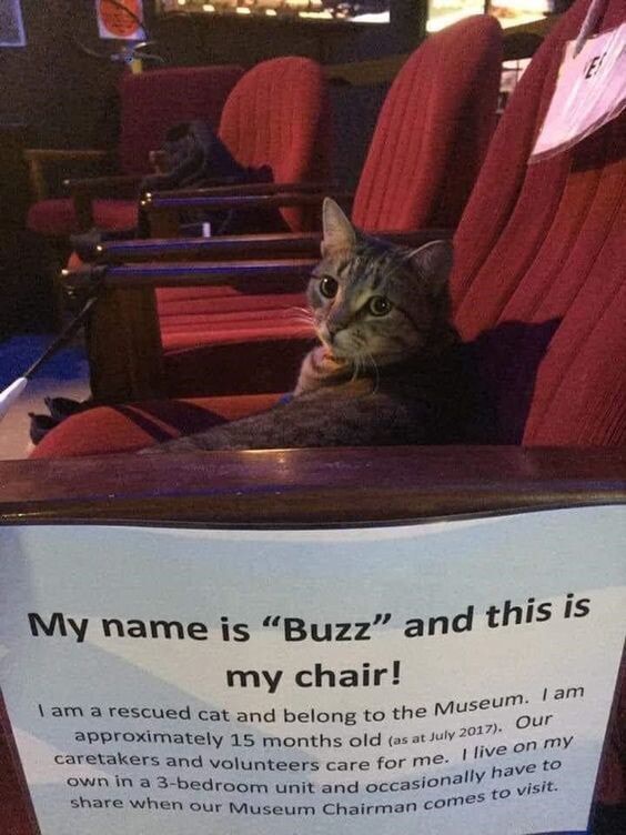Is is My name is "Buzz" and this my chair! \am a rescued cat and belong to the MUS approximately