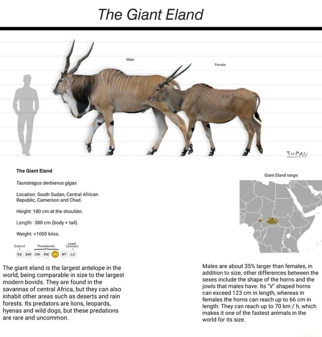 Giant Eland, the largest antelope in the world. The Giant Eland ...