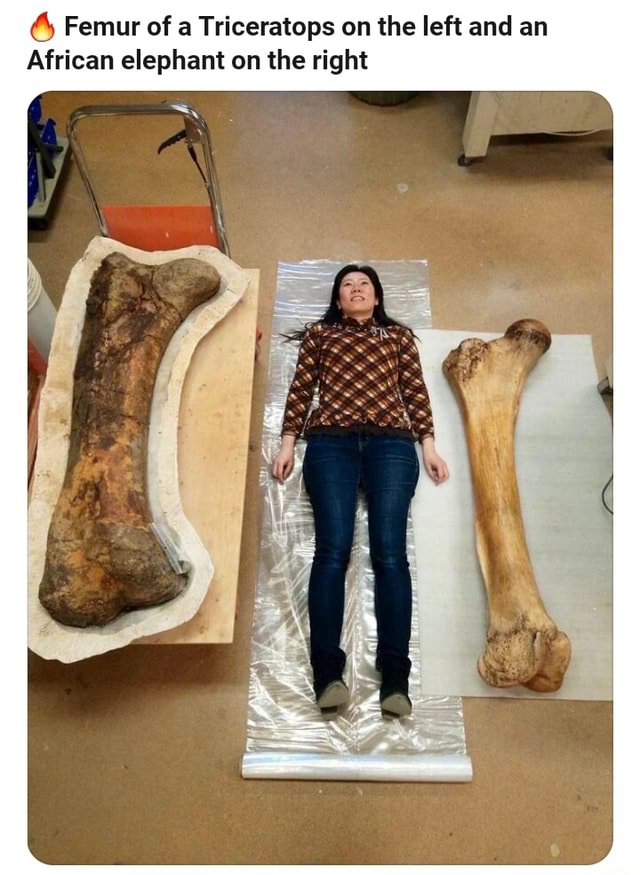 femur-of-a-triceratops-on-the-left-and-an-african-elephant-on-the-right
