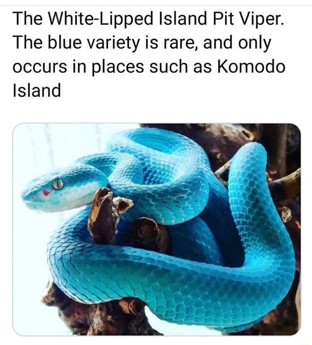 The White-Lipped Island Pit Viper. The blue variety is ...