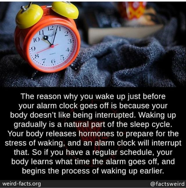 The reason why you wake up just before your alarm clock goes off is