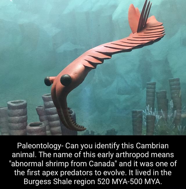 paleontology-can-you-identify-this-cambrian-animal-the-name-of-this