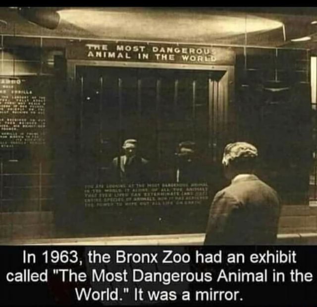 DANGE Most ANIMAL IN THE In 1963, the Bronx Zoo had an exhibit called