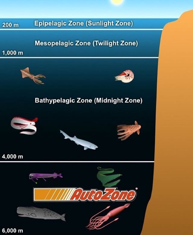 Bathypelagic Zone (Midnight Zone) - iFunny