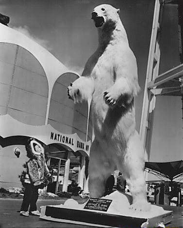 This is the largest polar bear ever recorded. From Kotzebue Sound ...