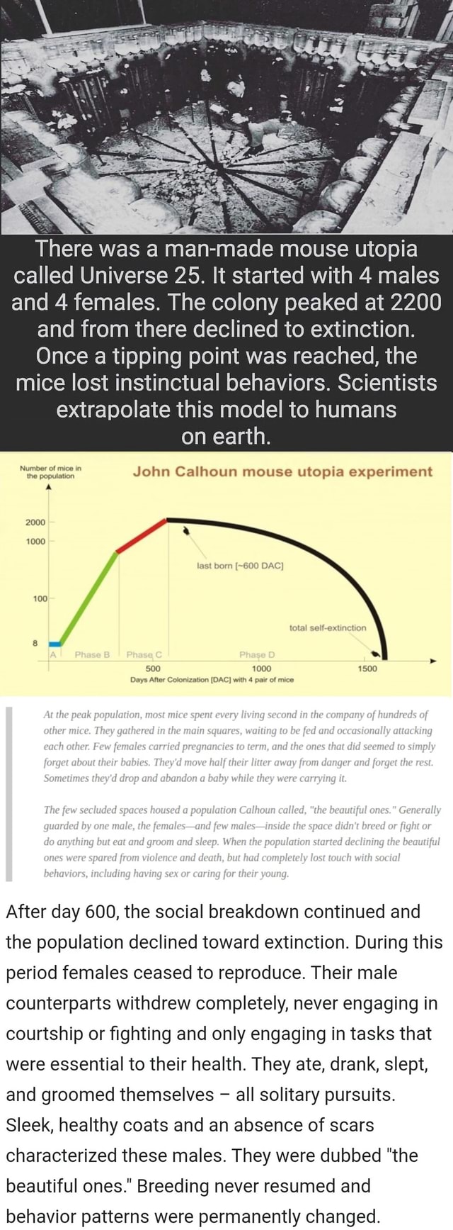 mouse utopia experiment report