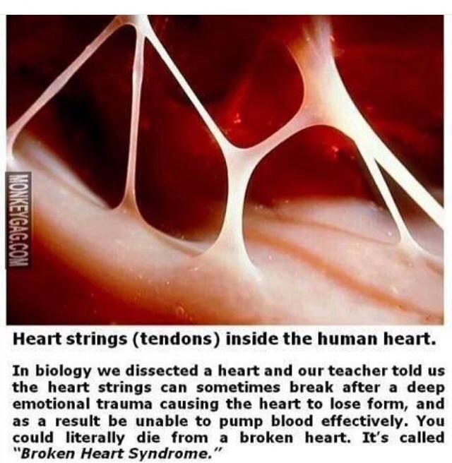' 4 Hear! strings ((endons) inside the human heart. In biology we