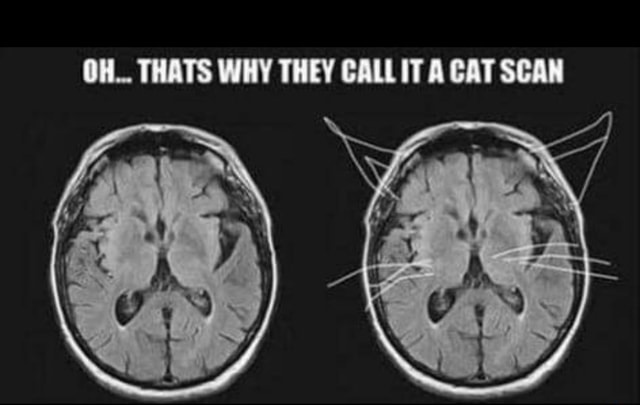 oh-thats-why-they-call-it-a-cat-scan-ifunny