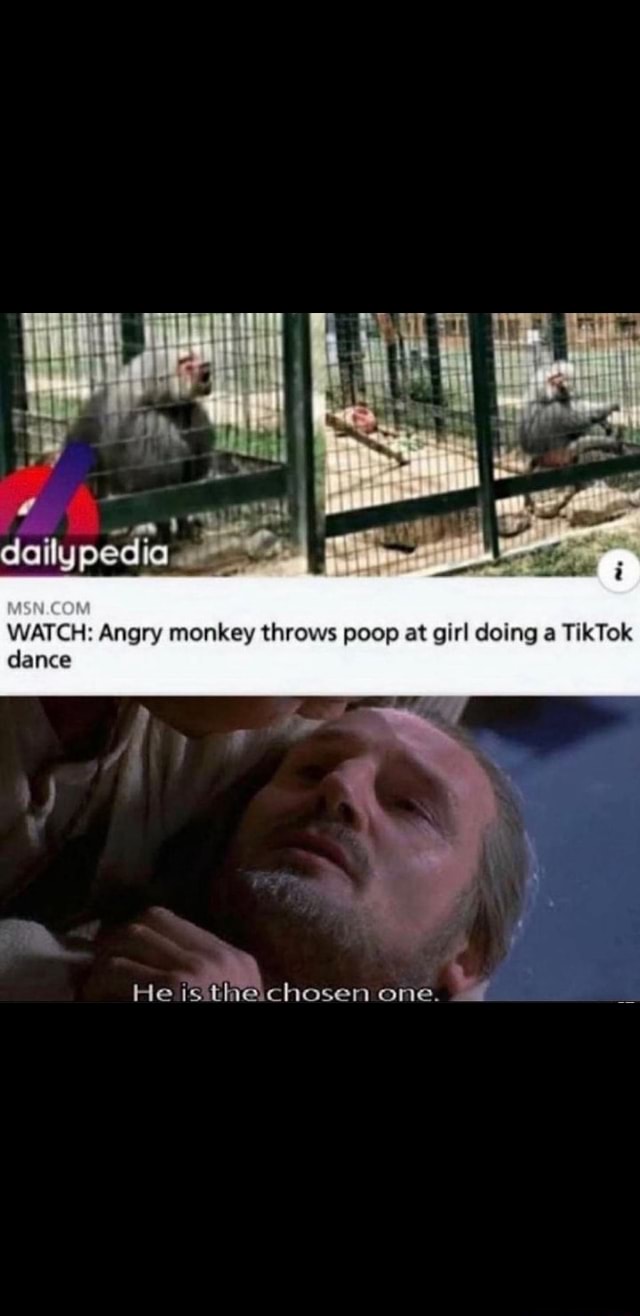 WATCH Angry monkey throws poop at girl doing a TikTok dailypedia dance