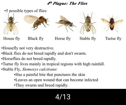 Plague: The Flies +5 possible types of flies: House fly Black fly ...