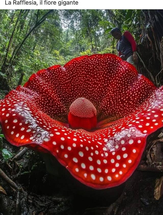 La Rafflesia, il lore gigante - America’s best pics and videos