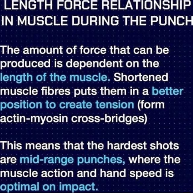 LENGTH FORCE RELATIONSHIP IN MUSCLE DURING THE PUNCH The amount of