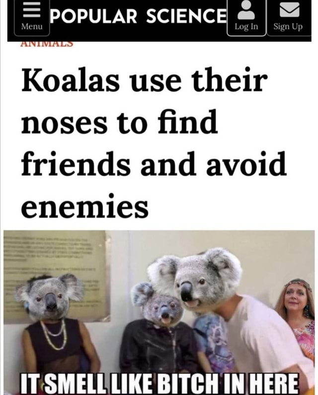 POPULAR SCIENCE Koalas use their noses to find friends and avoid ...