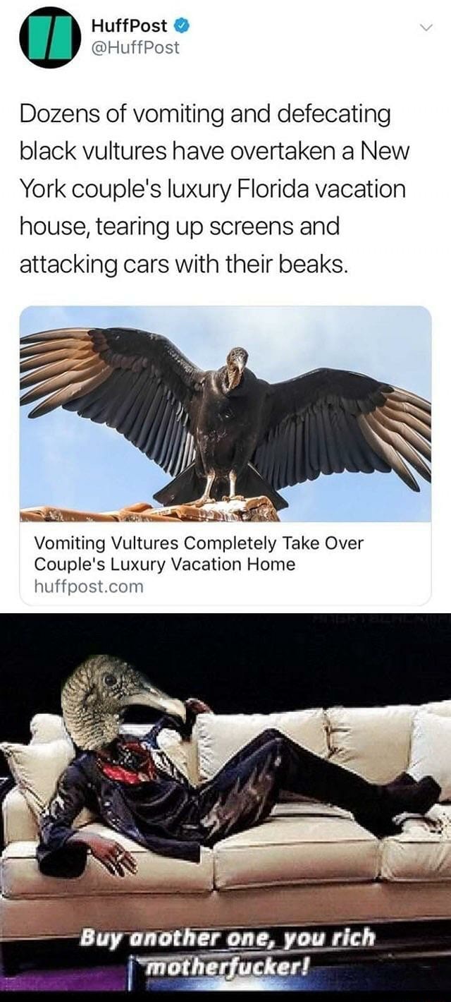 Dozens of vomiting and defecating black vultures have overtaken a New ...