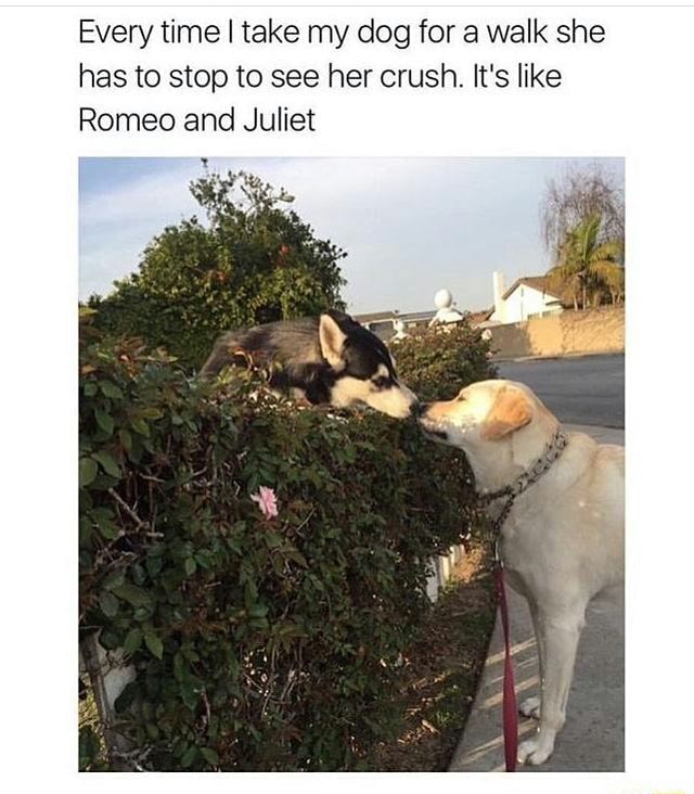 Every time I take my dog for a walk she has to stop to see her crush
