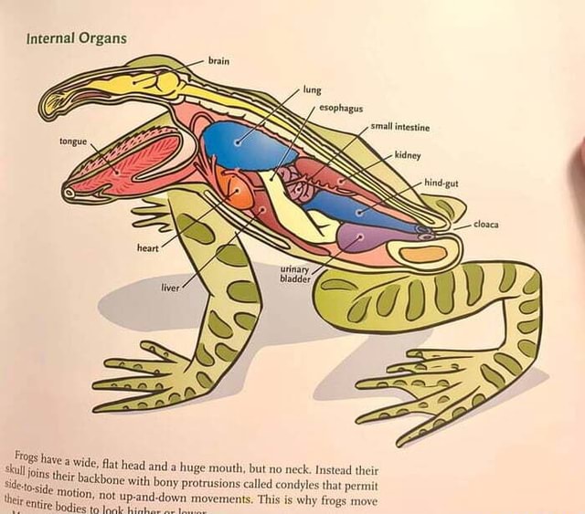 Internal Organs Frogs have a wide, flat head and a huge mouth, but no ...