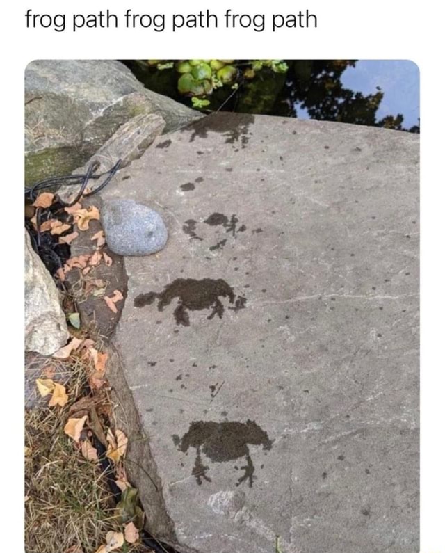 Frog Path Frog Path Frog Path Ifunny