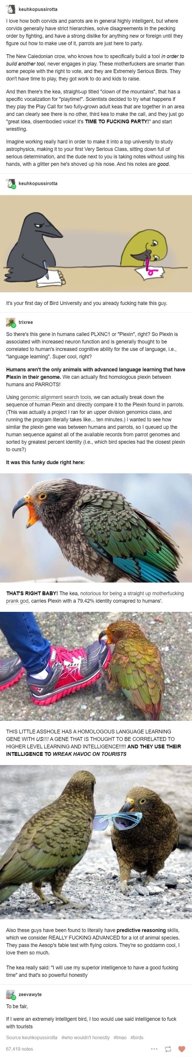 Love how both corvids and parrots are in general highly intelligent