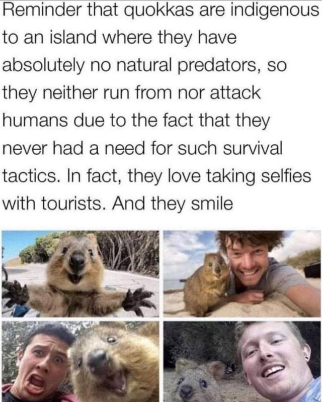 Reminder that quokkas are indigenous to an island where they have