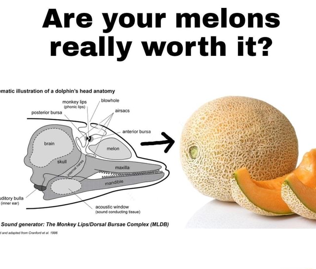 Are your melons really worth it? matic illustration of a dolphin's head