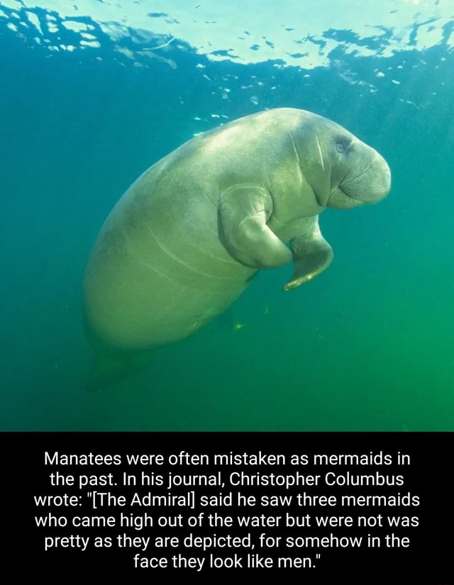 Manatees Were Often Mistaken As Mermaids In The Past. In His Journal ...