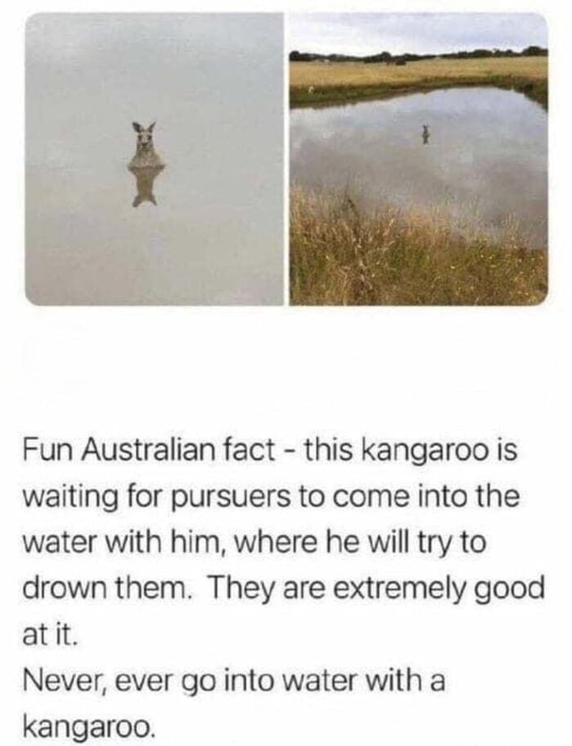 Fun Australian fact this kangaroo is waiting for pursuers to come