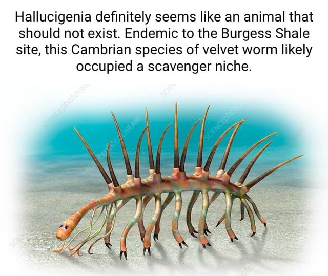 Hallucigenia definitely seems like an animal that should not exist ...