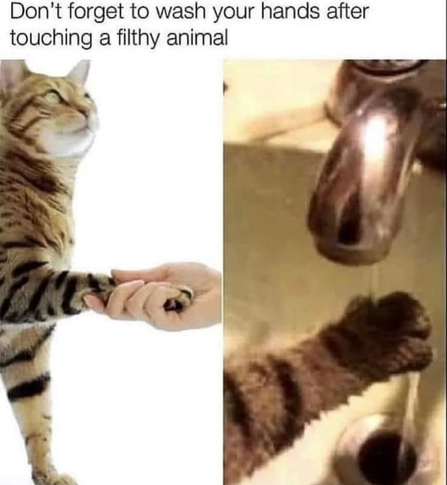 Don't to wash your hands after touching a filthy animal iFunny
