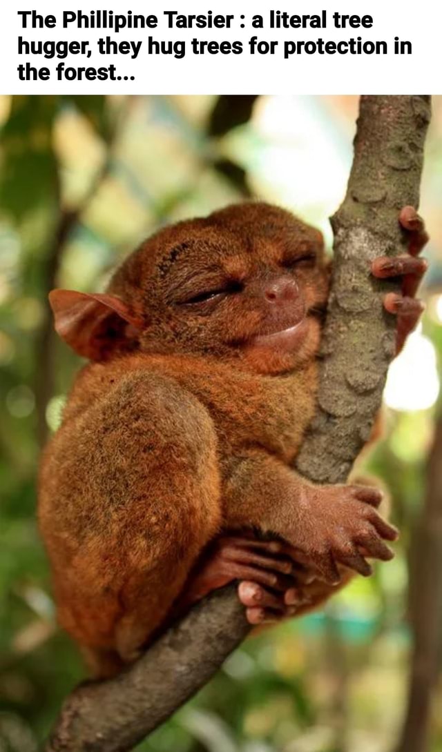 The Phillipine Tarsier : a literal tree hugger, they hug trees for ...