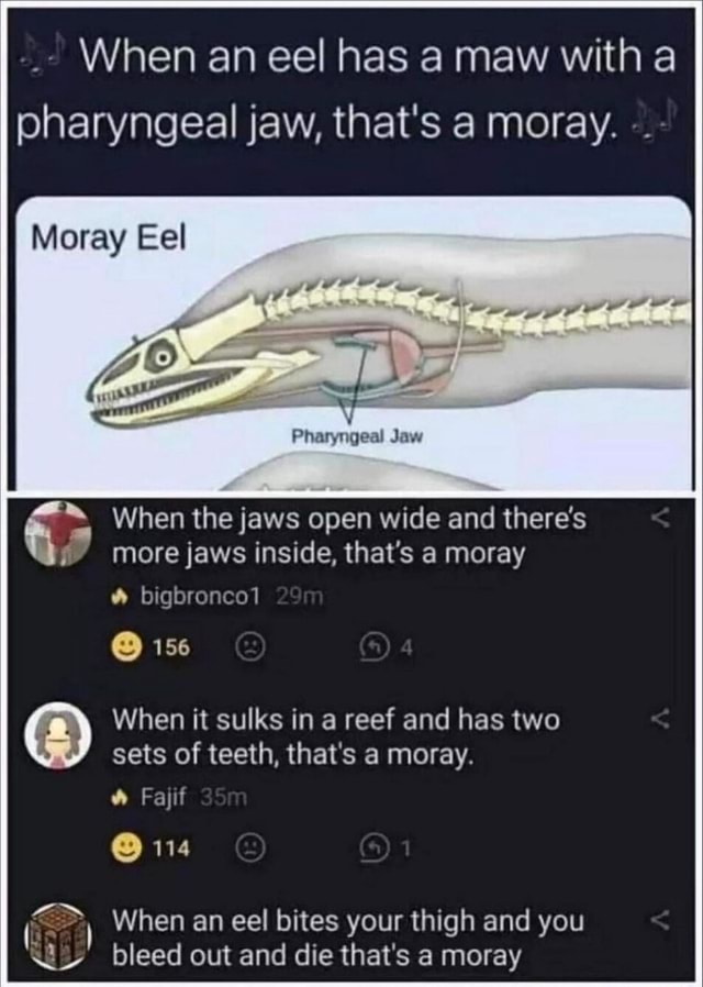 When an eel has a maw with pharyngeal jaw, that's a moray. Moray Eel ...