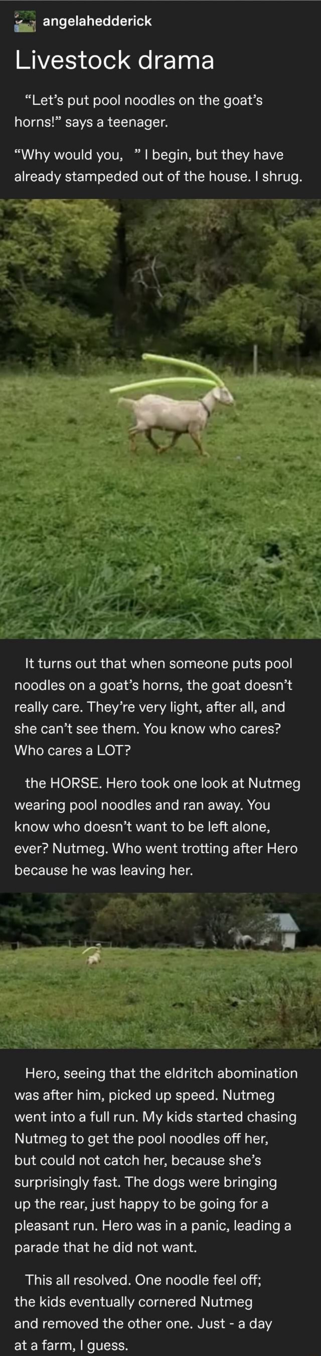 Livestock drama "Let's put pool noodles on the goat's horns!" says a