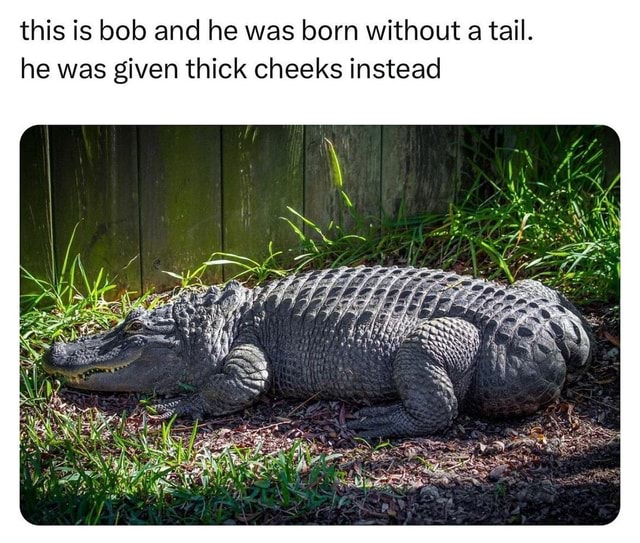 AliGYATor #memes #explore #aligator #funny - this is bob and he was ...