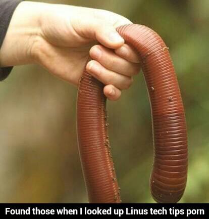 Tech tips meme linus Linus Tech