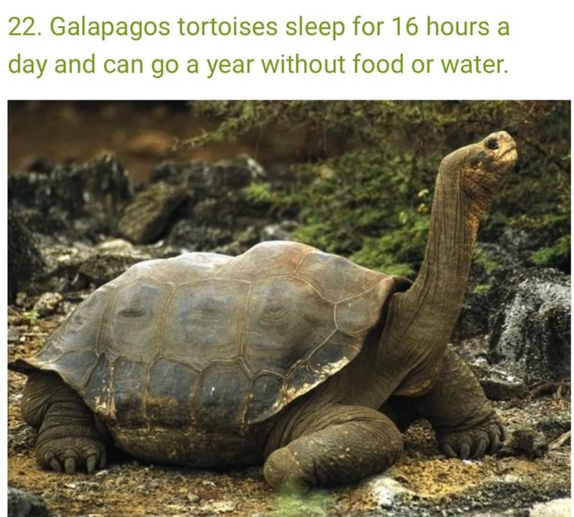 22. Galapagos tortoises sleep for 16 hours a day and can go a year ...