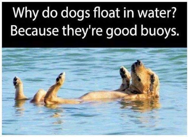 Why do dogs float in water? Because they're good buoys. pod - iFunny