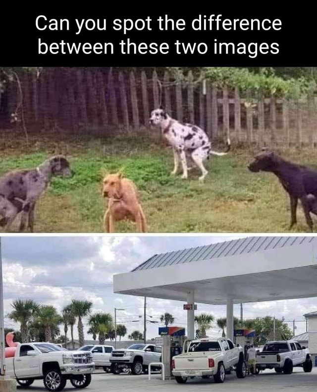 Can you spot the difference between these two images - iFunny